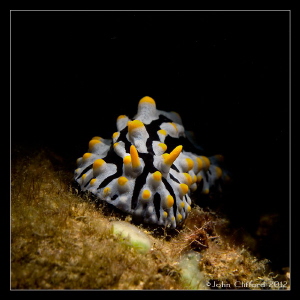 Nudibranch
Canon G12 (Ikelite housing)
1/250s | f5.6 | ... by John Clifford 